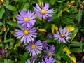 100 Smooth Blue Aster Seeds Native Wildflower Pollinator Garden
