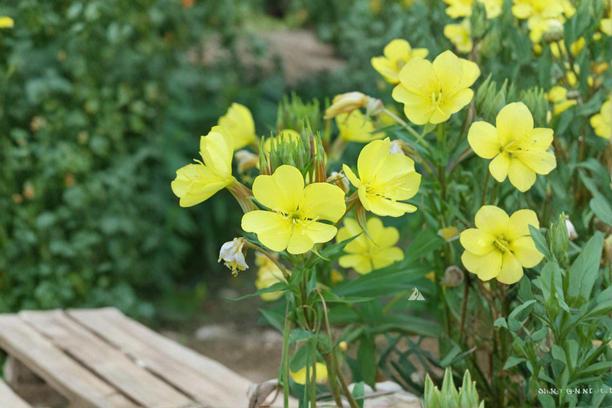 200 Seeds Evening Primrose Oenothera lamarckiana Showy Yellow Blooms
