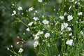 100 Seeds Baby's Breath Gypsophila elegans Covent Garden Flower