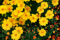 50 Seeds Lanceleaf Coreopsis Coreopsis lanceolata Bright Yellow Wildflower