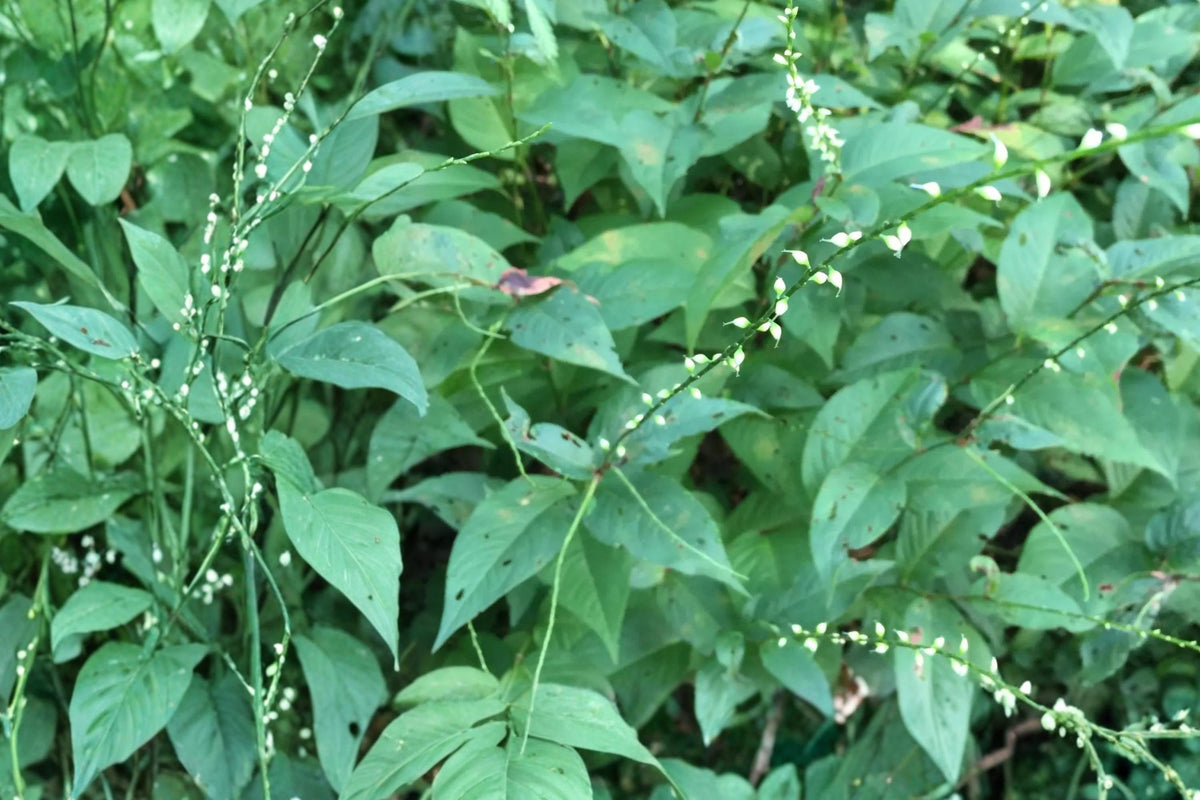 15 Seeds Jumpseed Persicaria virginiana Shade Perennial