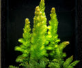 Hornwort Live Aquarium Plants 3 Pack Fast Growing Freshwater Background Easy Care