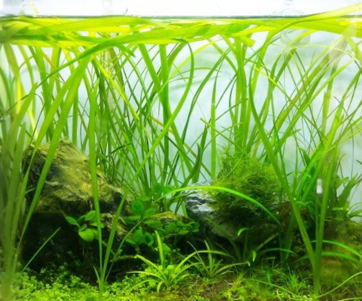 Jungle Vallisneria Live Aquarium Plants 6 Pack Tall Freshwater Background Easy Care