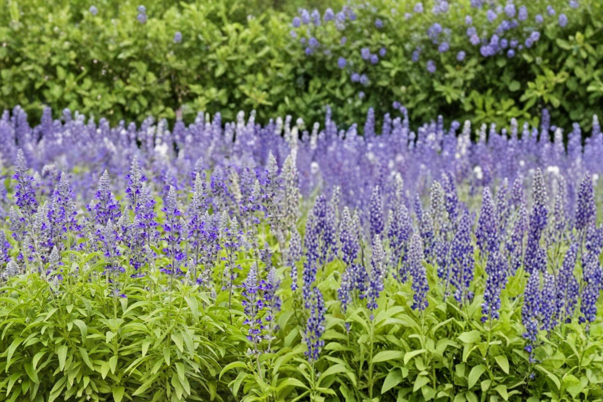 100 Seeds Blue Sage Salvia farinacea Ornamental Flower