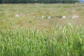 100 Seeds Virginia Wildrye Elymus virginicus Ornamental Grass