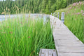 100 Seeds Soft Rush Juncus effusus Ornamental Grass Pond Plant