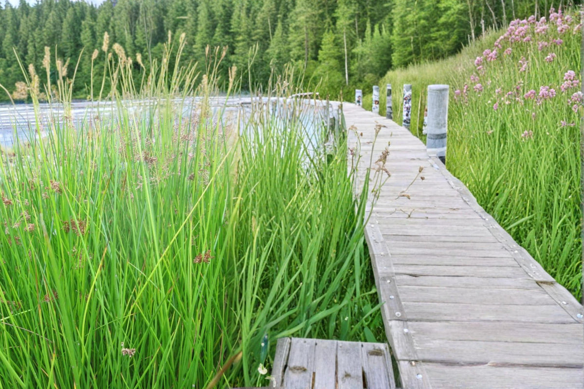 100 Seeds Soft Rush Juncus effusus Ornamental Grass Pond Plant