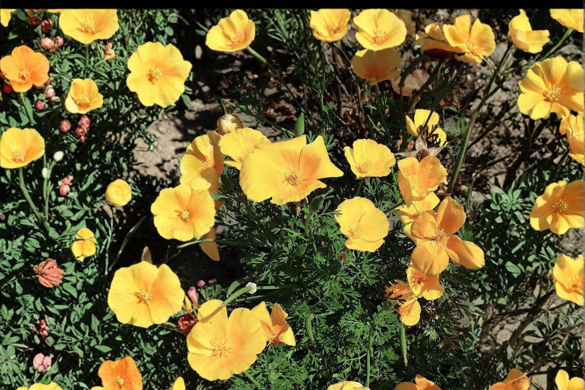 100 Seeds Tufted California Poppy Eschscholzia caespitosa Dwarf Native Wildflower