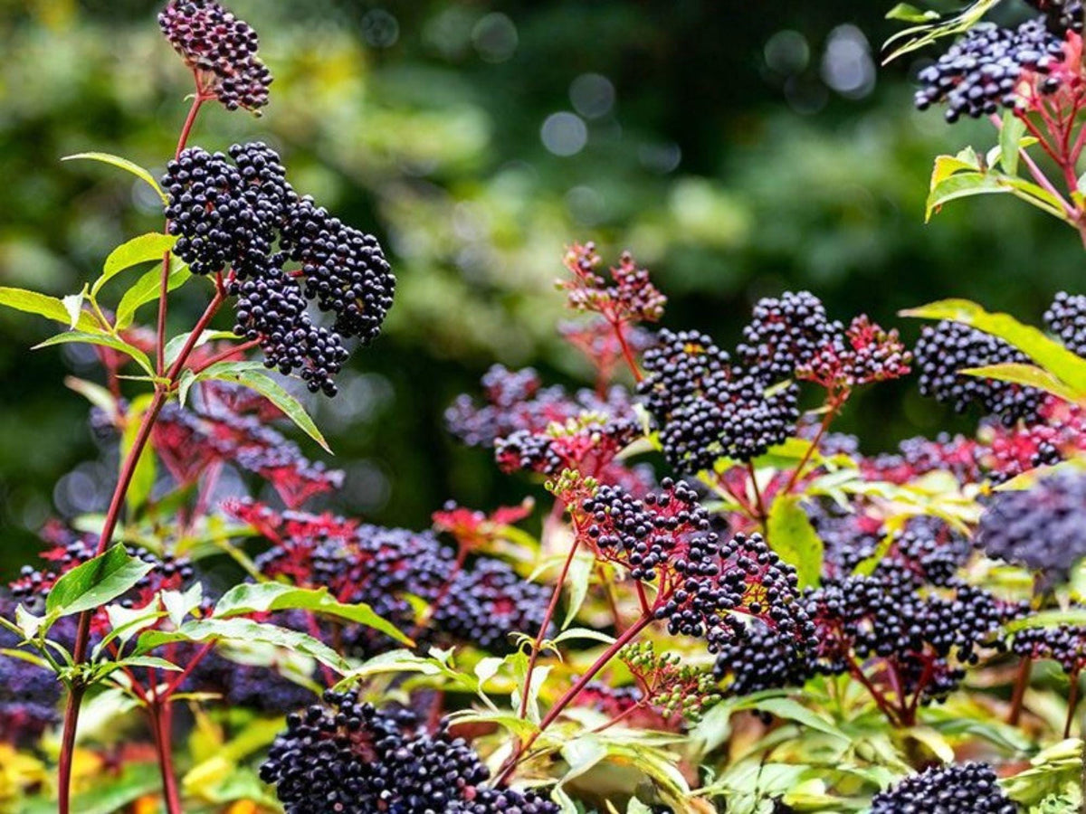 2 Elderberry Live Plants 2 ft Tall - Sambucus Berry Shrub for Garden Wildlife Hedge