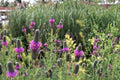 100 Seeds Purple Prairie Clover Dalea purpurea Native Wildflower