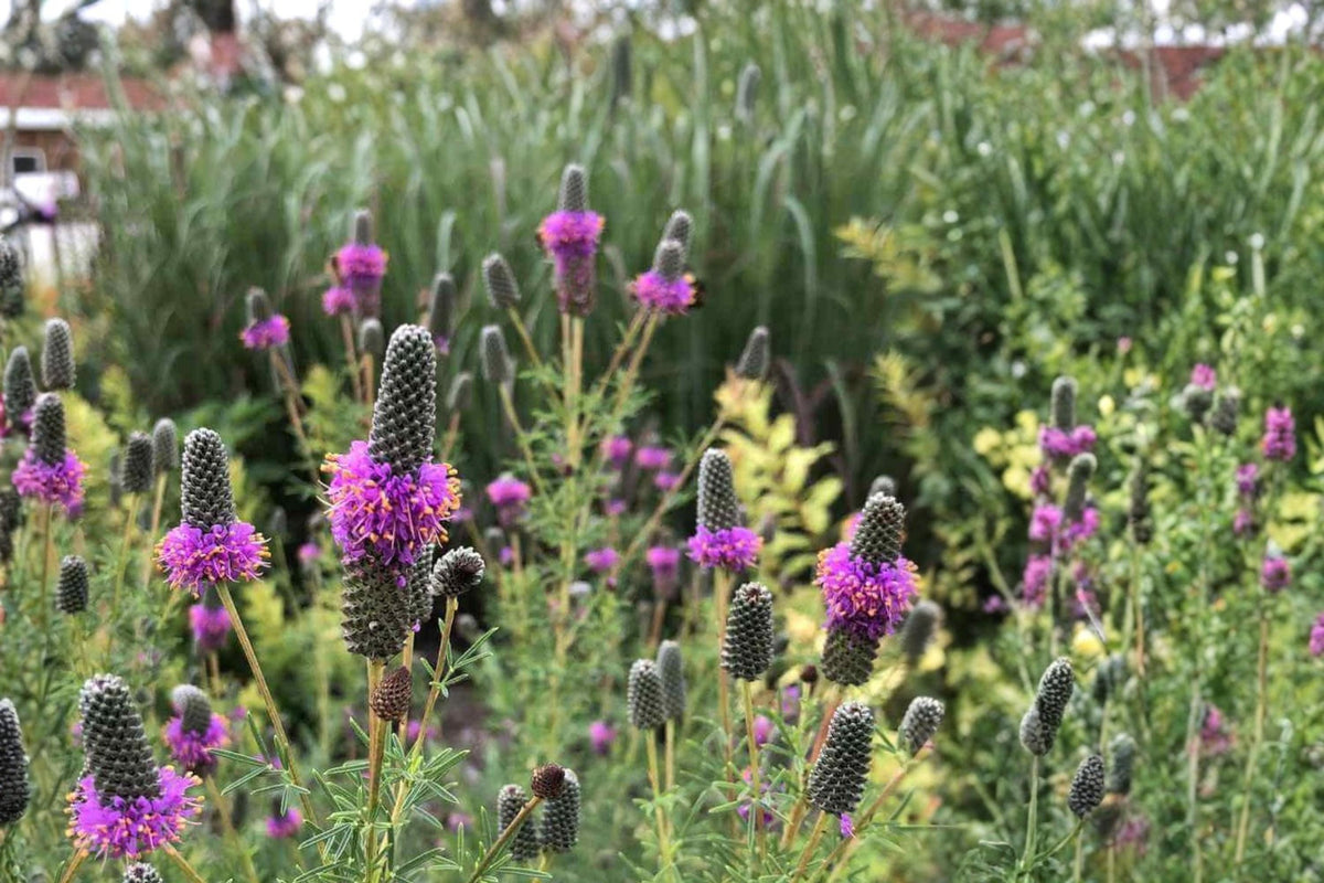 100 Seeds Purple Prairie Clover Dalea purpurea Native Wildflower
