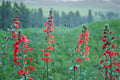 50 Seeds Scarlet Sage Salvia coccinea Red Flowering