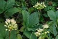 10 Seeds Wild Leek Allium tricoccum Woodland Ramps