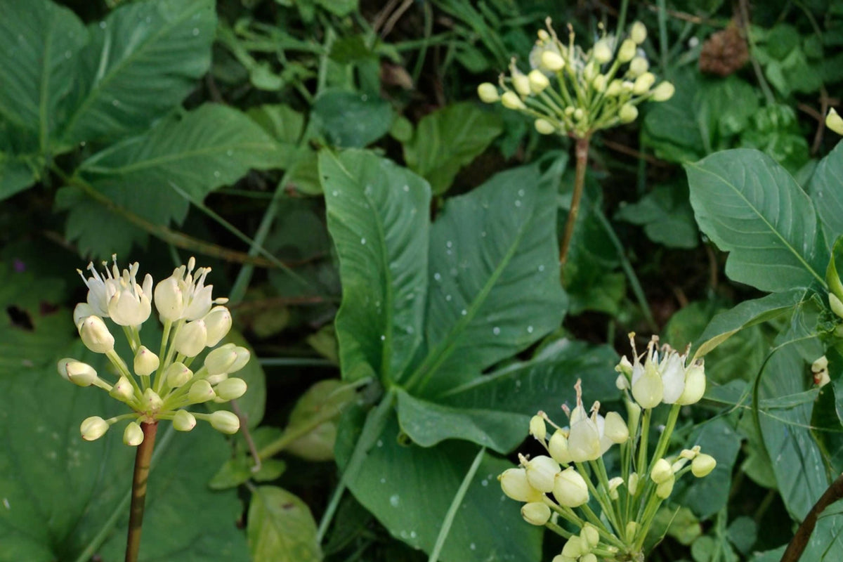 10 Seeds Wild Leek Allium tricoccum Woodland Ramps