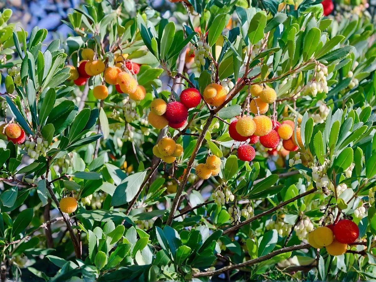 2 Live Strawberry Tree Plants (9-15 in) – Arbutus unedo Evergreen Fruit Ornamental Tree