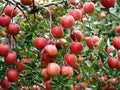 1 Gala Apple Tree – 2 Ft Semi-Dwarf Bareroot Fruit Tree