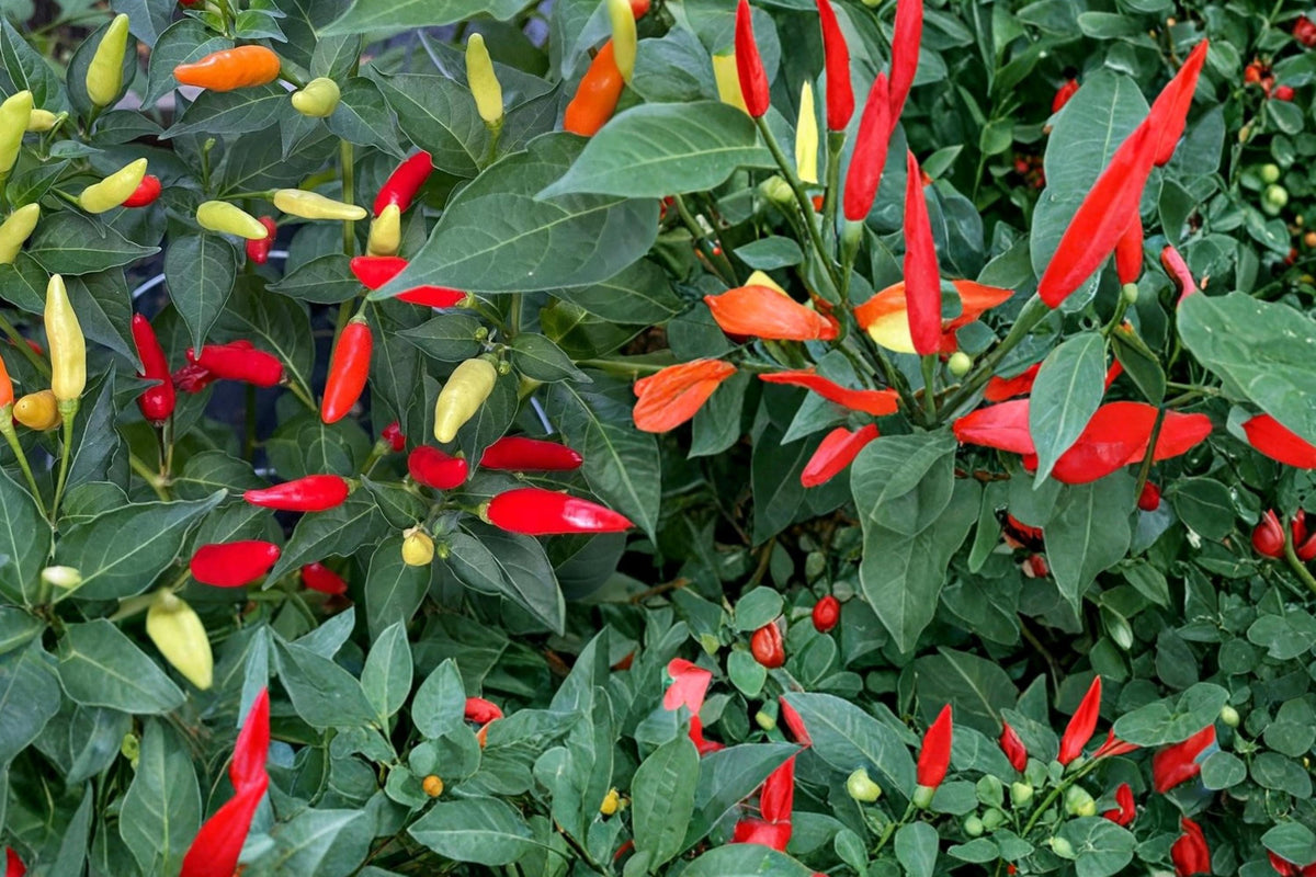25 Seeds Tabasco Pepper Capsicum frutescens Hot Chili