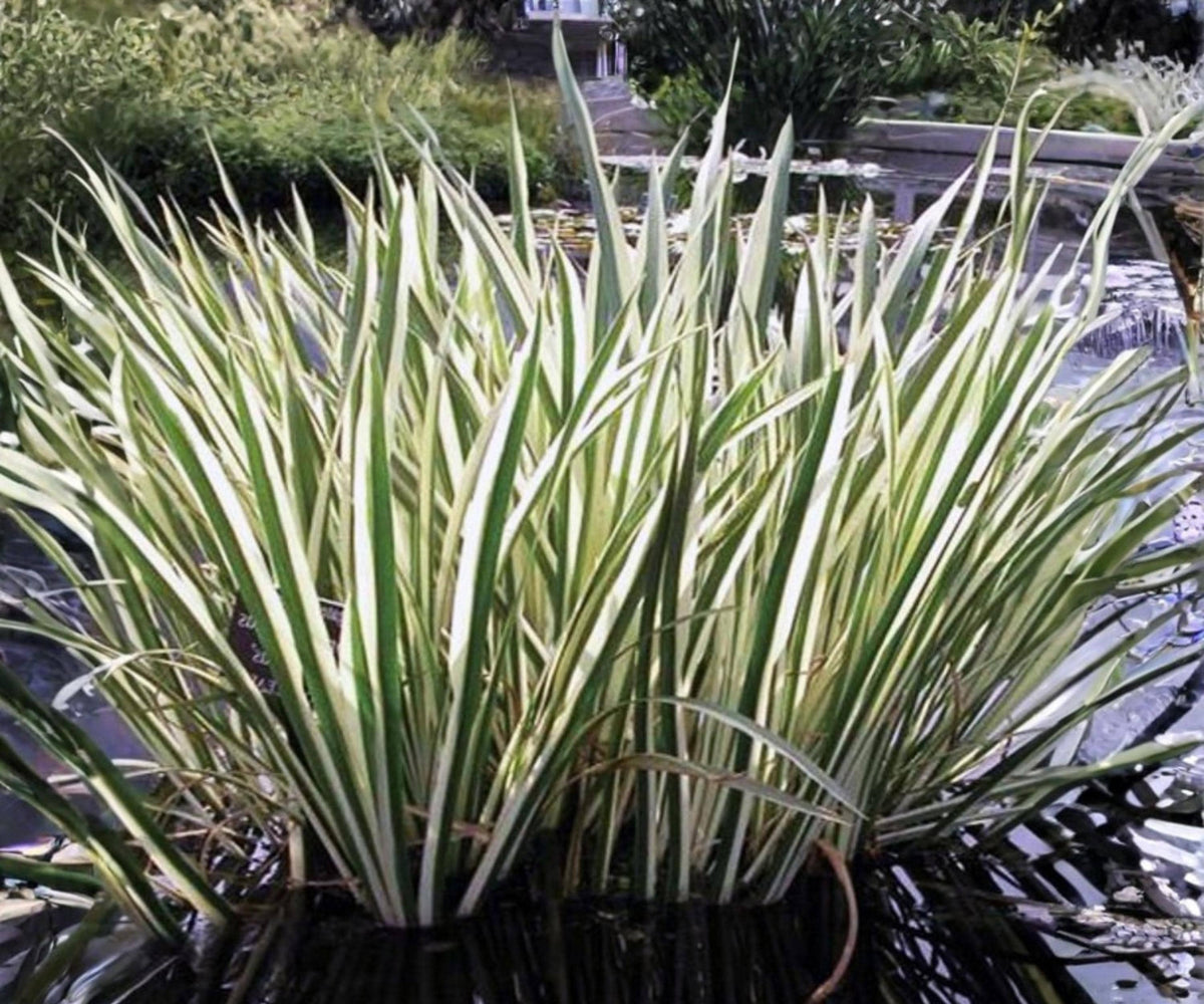 Variegated Sweet Flag Live Pond Plant – Acorus calamus Hardy Aquatic Marginal