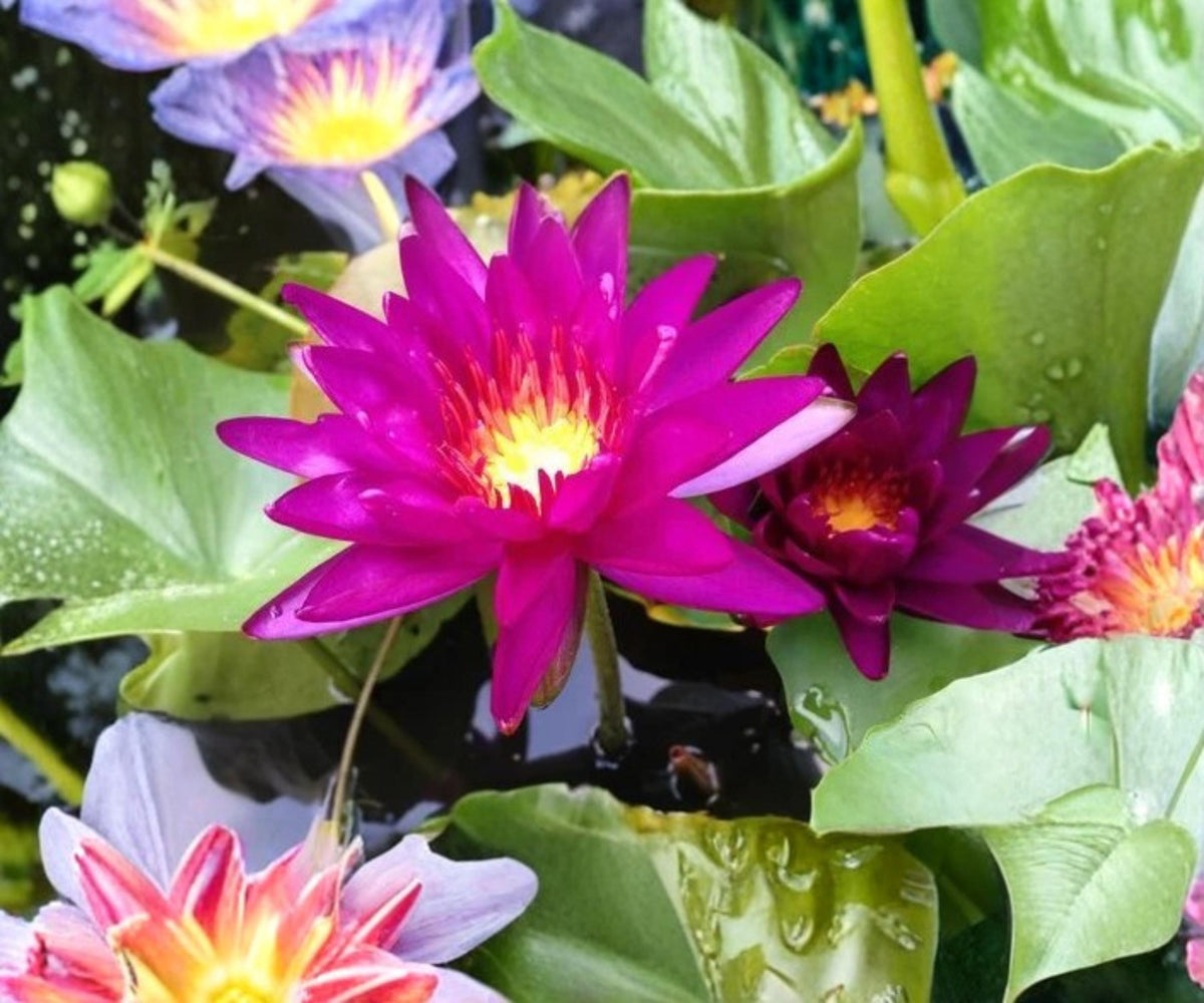 Purple Fantasy Water Lily Live Plant – Hardy Violet Nymphaea for Ponds