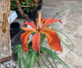 Red Iris Fulva Live Pond Plant - Hardy Aquatic Marginal Bog Native Flower
