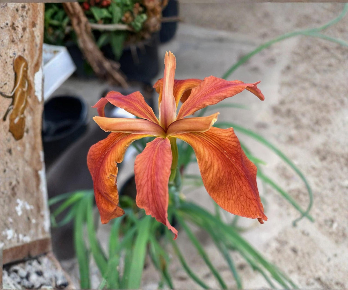 Red Iris Fulva Live Pond Plant - Hardy Aquatic Marginal Bog Native Flower