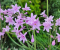 Pink Society Garlic Live Pond Plant – Tulbaghia violacea Aquatic Marginal Flower