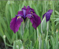 Variegated Japanese Iris Live Pond Plant – Hardy Aquatic Marginal with Purple Flowers