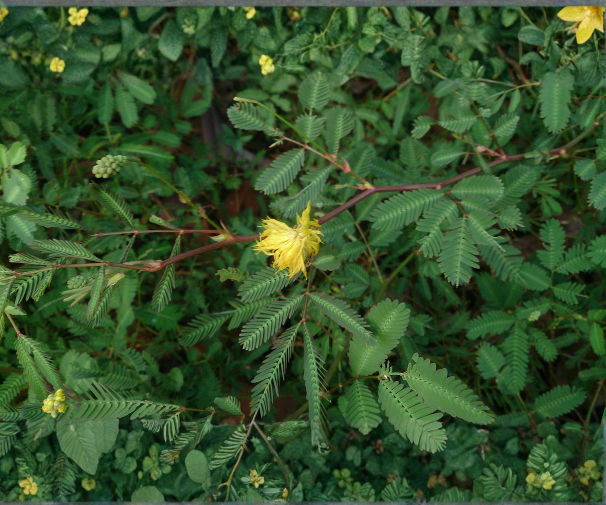 Water Mimosa Live Plant – Neptunia oleracea Floating Aquatic with Yellow Flowers