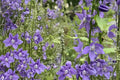 100 Seeds Tall Bellflower Campanula americana Native Wildflower