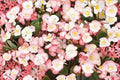 10 Pelleted Seeds Rum Begonia Begonia semperflorens
