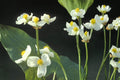 100 Seeds Common Arrowhead Sagittaria latifolia Wetland Aquatic Pond Plant