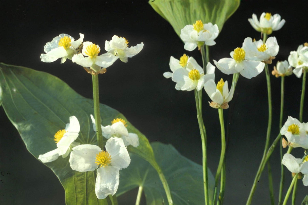 100 Seeds Common Arrowhead Sagittaria latifolia Wetland Aquatic Pond Plant