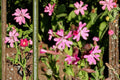 100 Seeds Nodding Catchfly Silene pendula Pink Flowering Annual