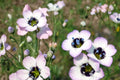 100 Seeds Bird's Eyes Gilia tricolor