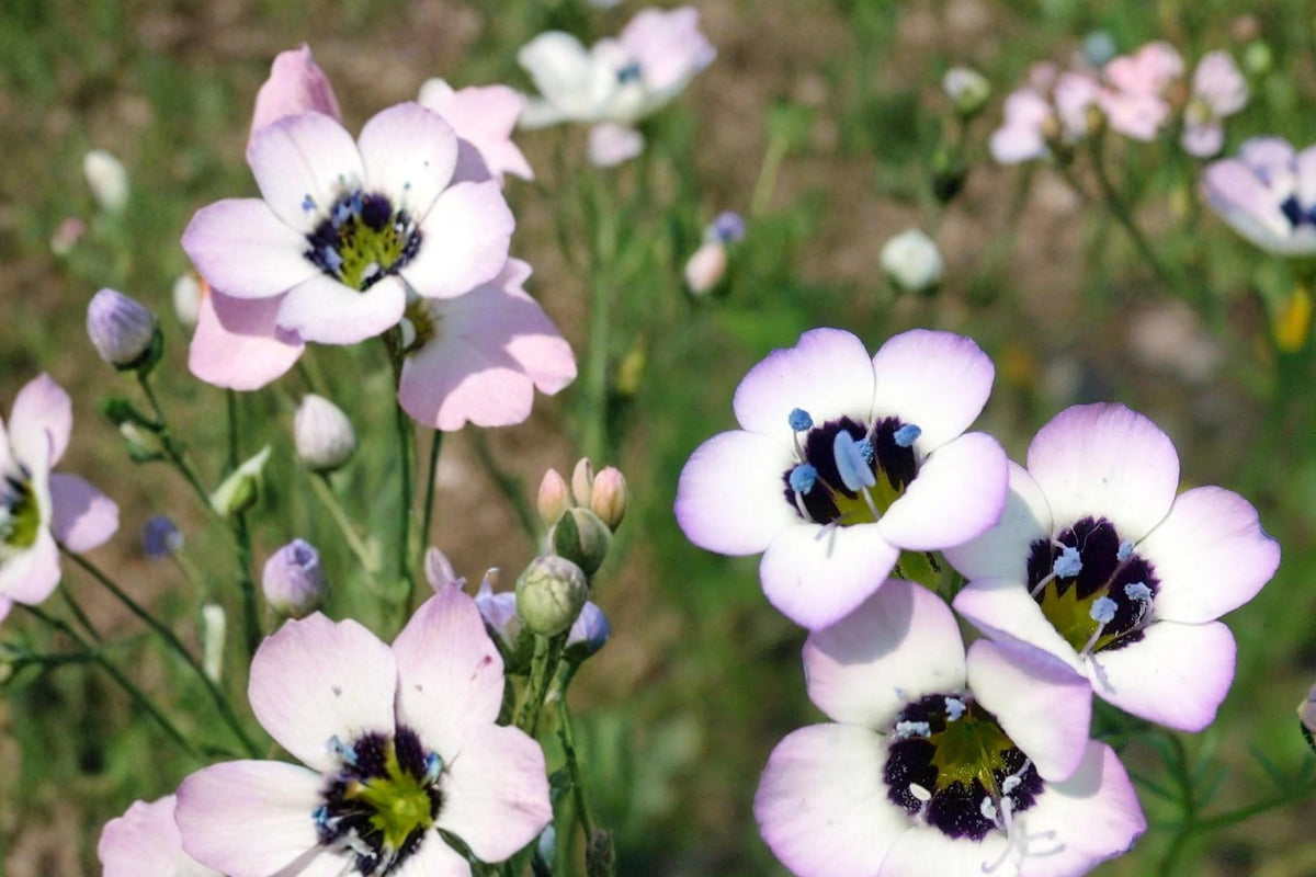 100 Seeds Bird's Eyes Gilia tricolor