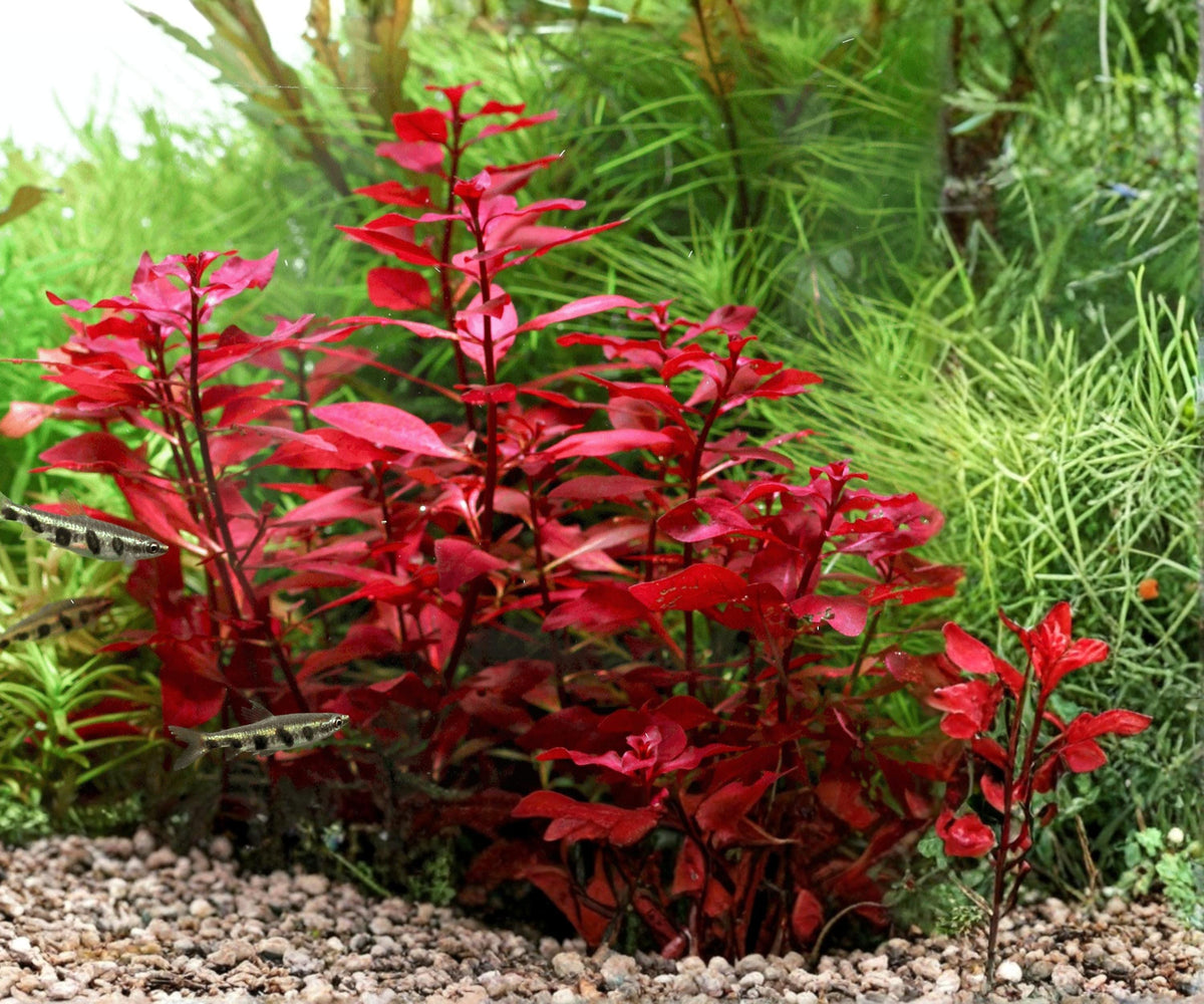 Ludwigia Repens Super Red Mini Live Aquarium Plant Potted Freshwater Stem