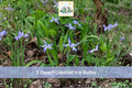 5 Bulbs Dwarf Crested Iris Iris cristata Hardy Shade Perennial Woodland Garden Plant