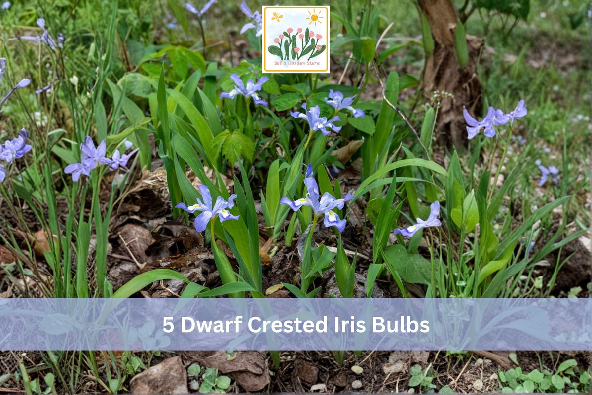 5 Bulbs Dwarf Crested Iris Iris cristata Hardy Shade Perennial Woodland Garden Plant