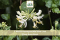 1 Live Plant White Honeysuckle Vine Bare Root Fragrant Climbing