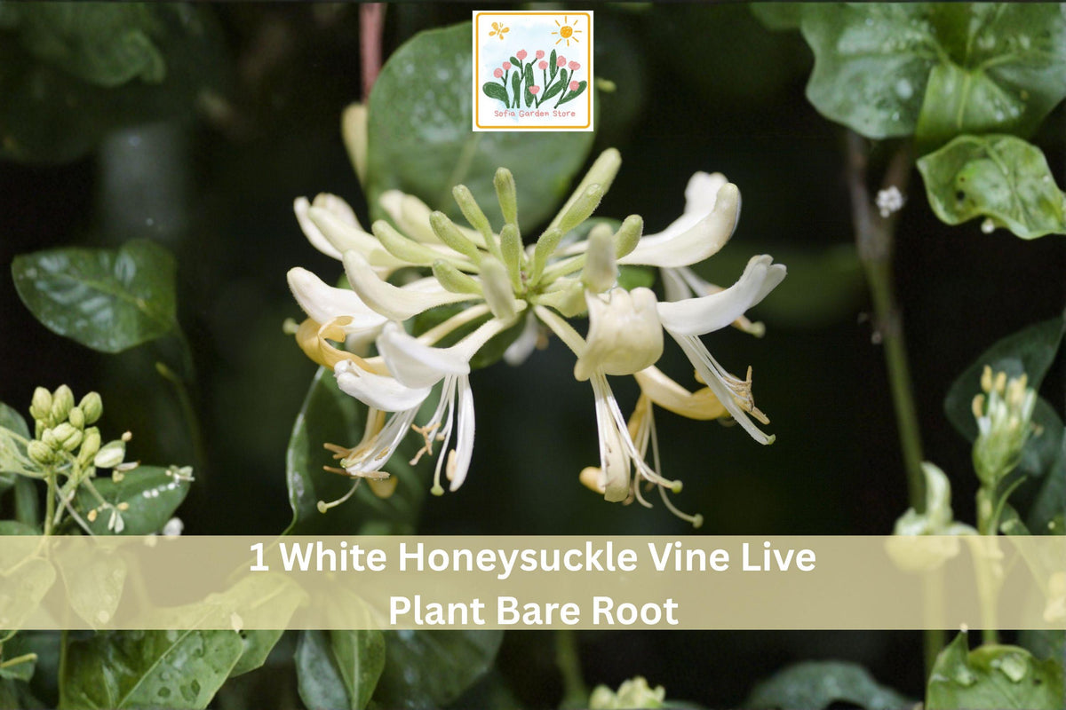1 Live Plant White Honeysuckle Vine Bare Root Fragrant Climbing