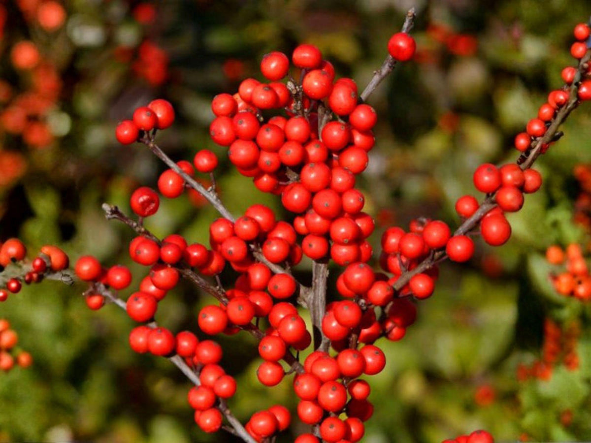 25 Winterberry Holly Seeds - Heirloom Red Berry Shrub for Garden Planting