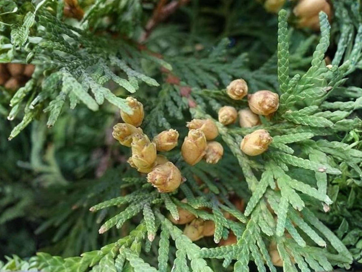 50 Eastern Arborvitae Seeds – Northern White Cedar Heirloom Evergreen Tree, Non-GMO