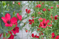 100 Seeds Scarlet Flax Linum grandiflorum rubrum
