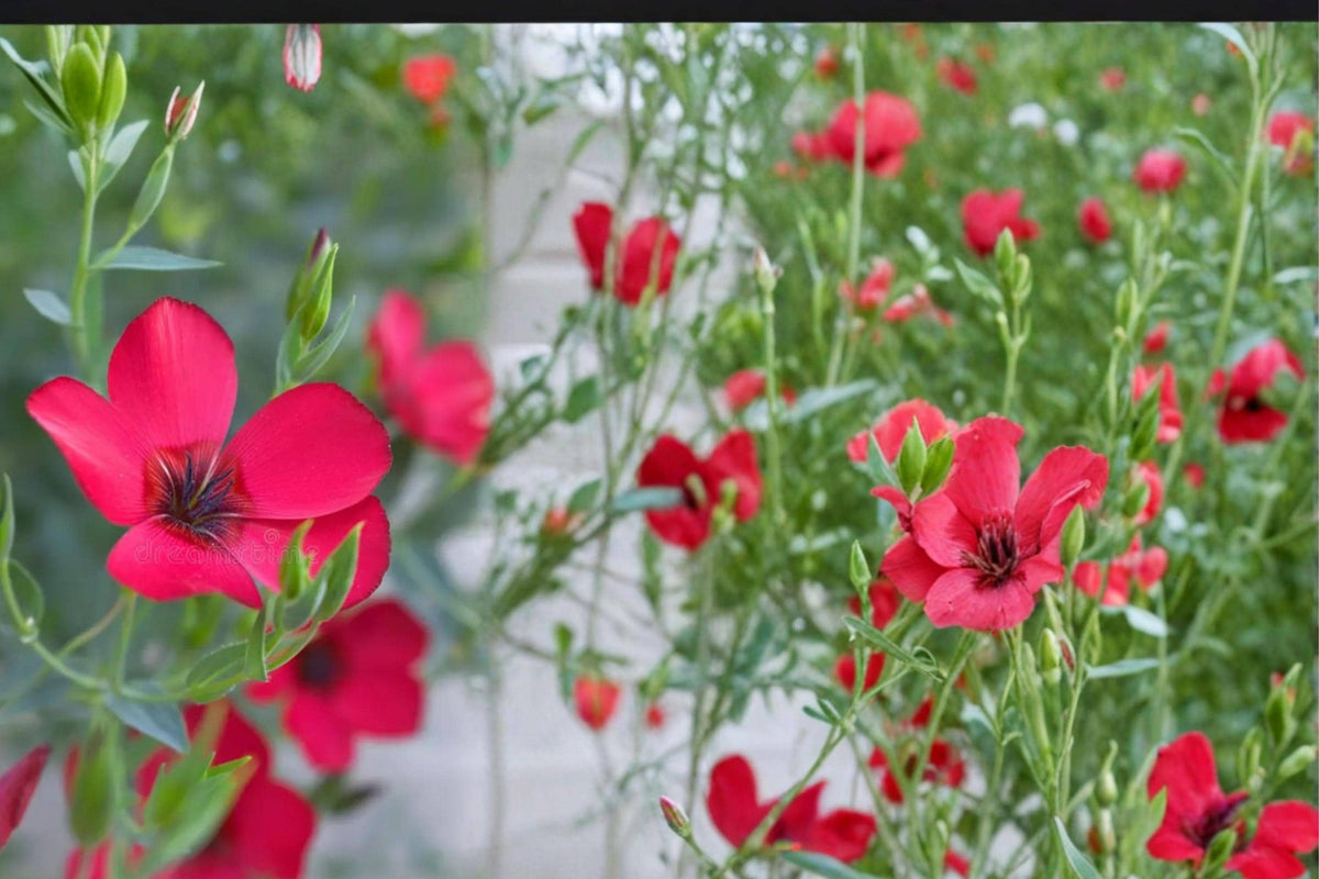 100 Seeds Scarlet Flax Linum grandiflorum rubrum