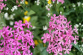 100 Seeds Catchfly Silene armeria