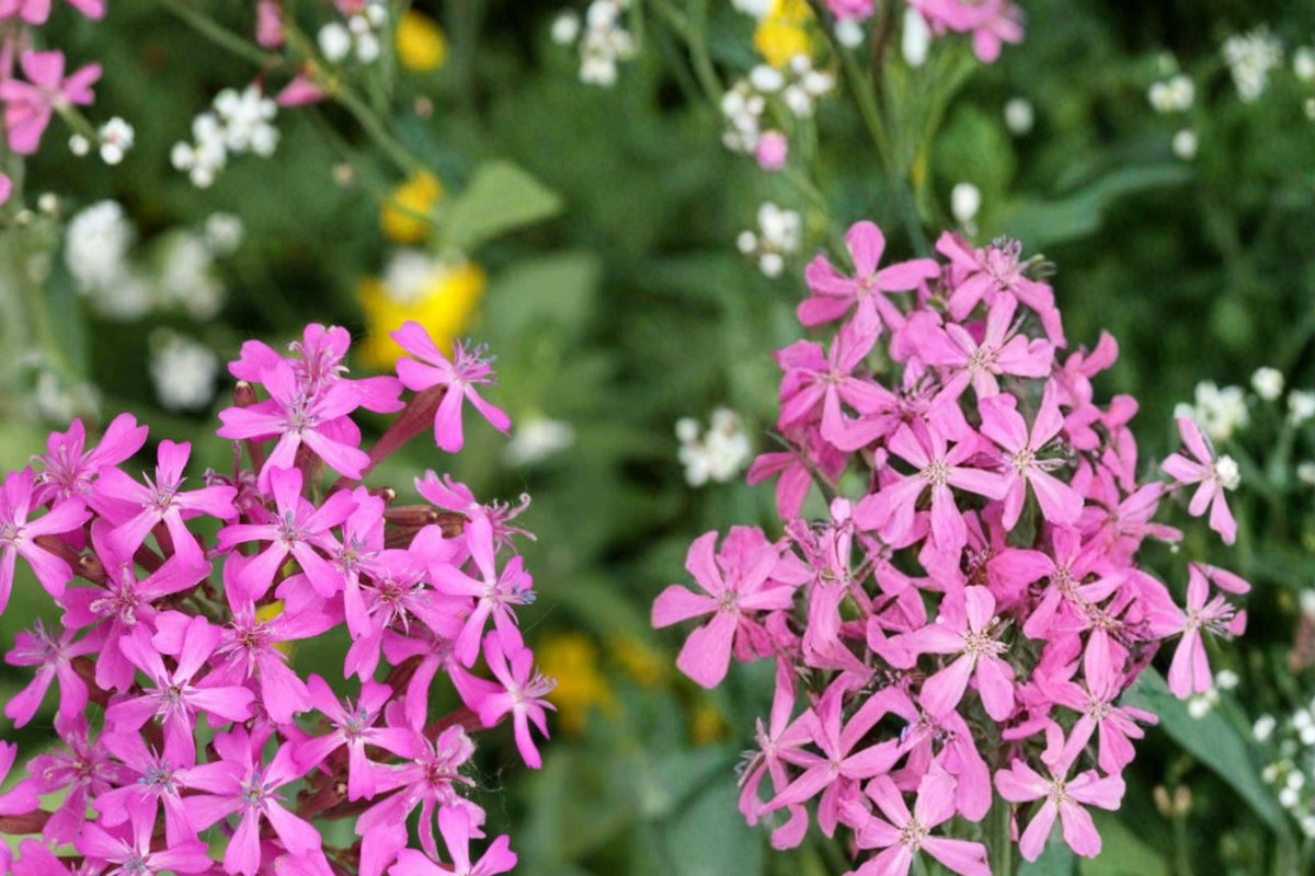 100 Seeds Catchfly Silene armeria
