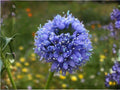 100 Seeds Globe Gilia Bluehead Heirloom Wildflower