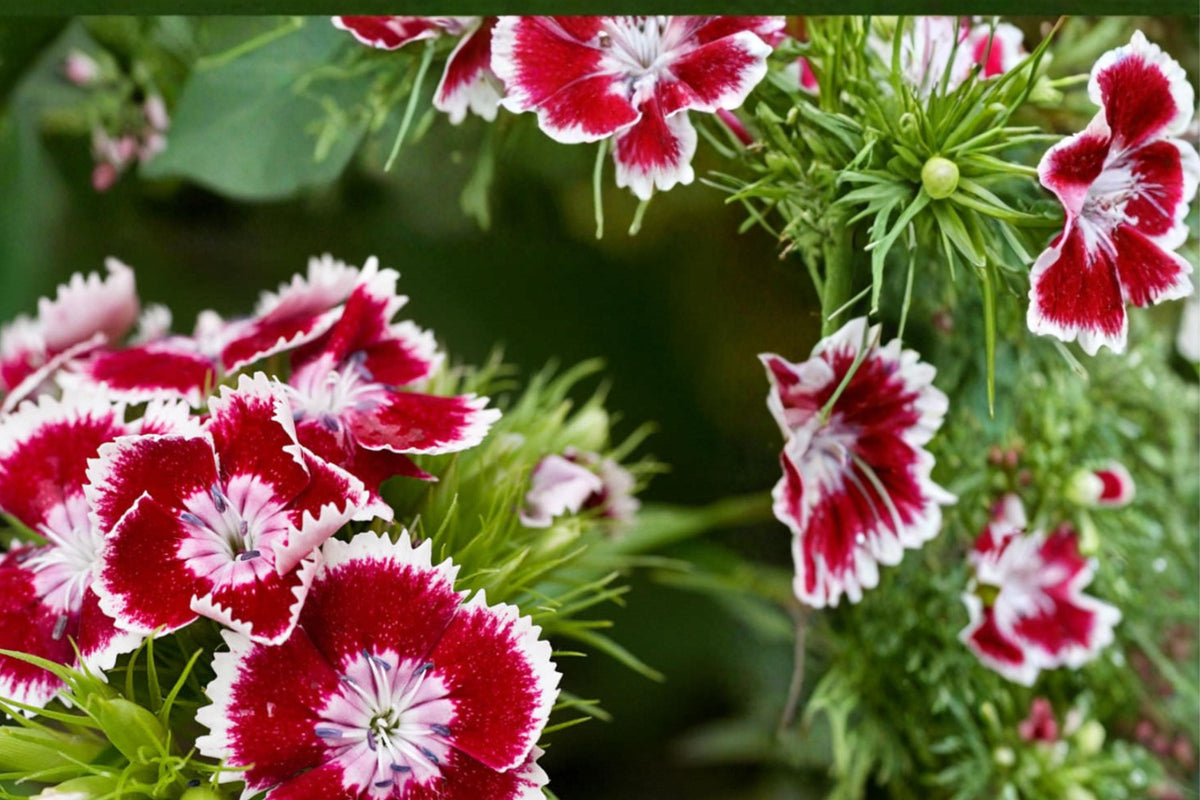 100 Seeds Sweet William Dianthus barbatus Flower