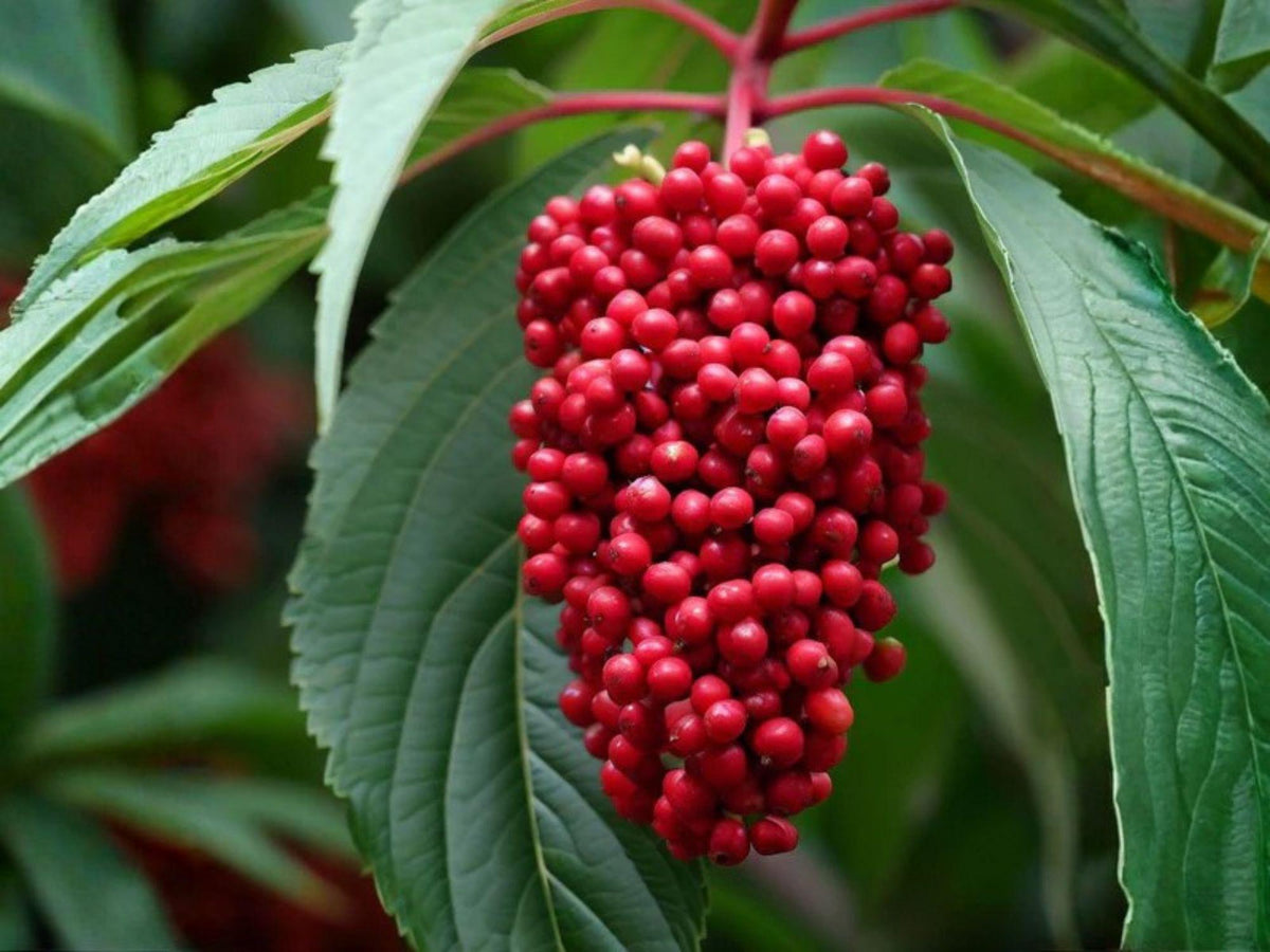 30 European Red Elderberry Seeds – Native Shrub, Heirloom Non-GMO Garden Planting