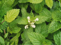 Lemon Balm Seeds, Melissa Officinalis Heirloom Fragrant Culinary Herb (100 Seeds)